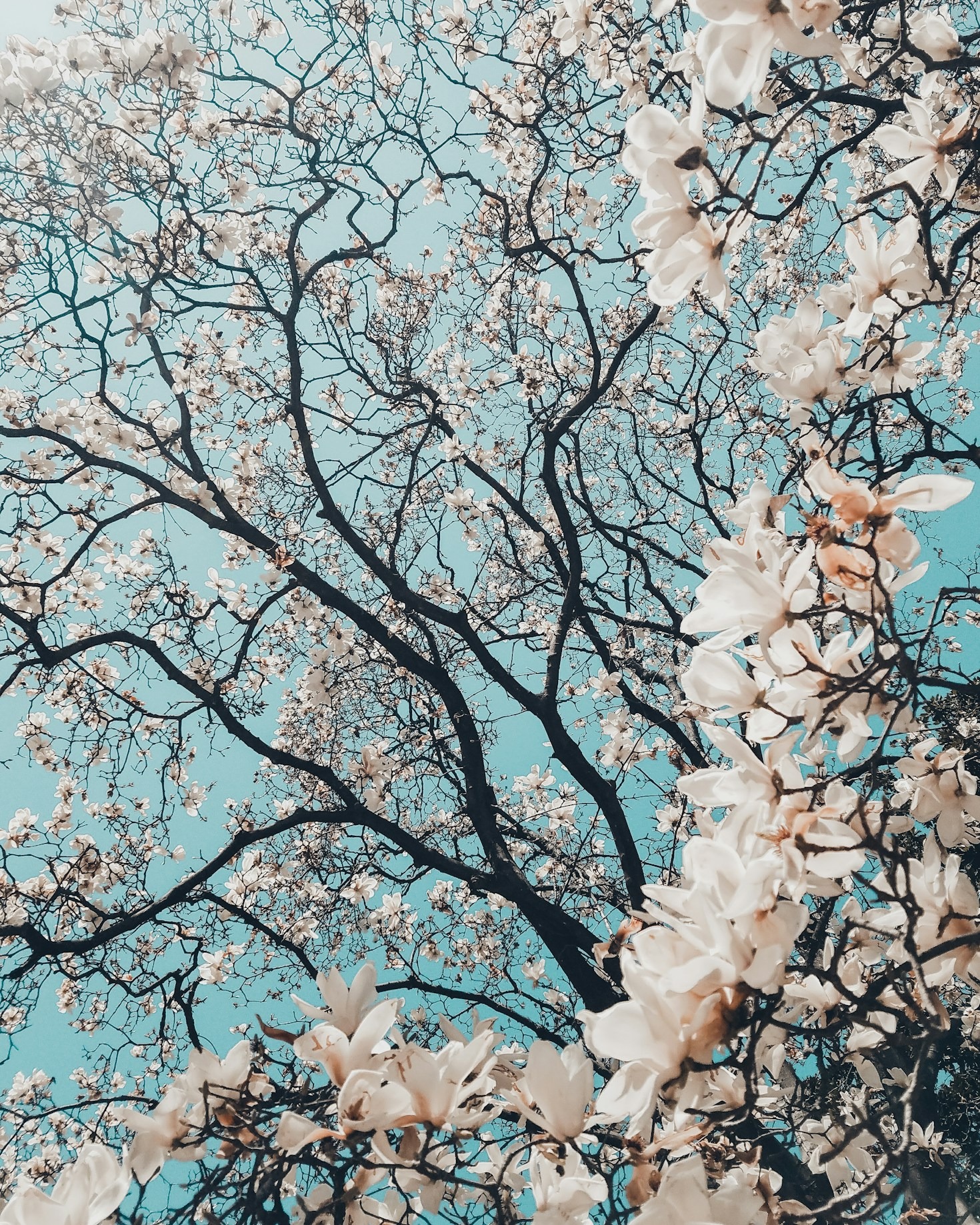 Guia Completo para Dominar o Japonês Antes de Partir